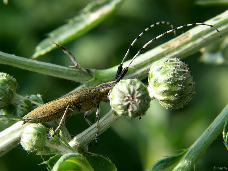 Agapanthia villosoviridescens (De Geer, 1775)